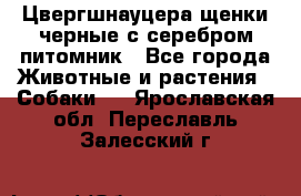 Цвергшнауцера щенки черные с серебром питомник - Все города Животные и растения » Собаки   . Ярославская обл.,Переславль-Залесский г.